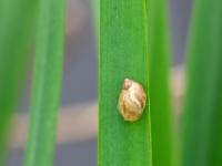 Bernsteinschnecke auf Schilfblatt